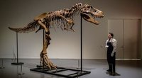 Niujorko aukcione už 6,1 mln. dolerių parduoti stambaus plėšraus dinozauro griaučiai (nuotr. SCANPIX)