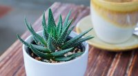 Šie augalai išvalo orą namuose: sveikata jums padėkos (nuotr. Shutterstock.com)