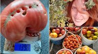 Ingos šiltnamyje – kilogramą sveriantys pomidorai (nuotr. asm. archyvo)