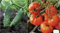 Pabarstykite šio produkto ant pomidorų ir agurkų: augs geriau (tv3.lt koliažas)