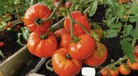 Į laistytuvą įmeskite šią tabletę: pomidorų derlius padvigubės (nuotr. stop kadras)