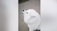 Nufilmavo keistą šuns pomėgį: tai nutinka išgirdus sirenas (nuotr. stop kadras)