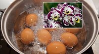 Kiaušinių nuoviras itin naudingas gėlėms  (tv3.lt fotomontažas)