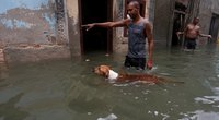 Uno uragano “Irma“ gelbėjami gyvūnai (nuotr. SCANPIX)
