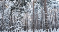 Už šį veiksmą miške – bauda iki 300 eurų: įsidėmėkite (nuotr. 123rf.com)