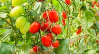 Pomidorų derlius padvigubės: išdavė aukso vertės patarimus (nuotr. 123rf.com)
