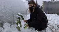 Sniegas ir šaltukas – ne kliūtis: gyventojai džiaugiasi šviežių daržovių derliumi (nuotr. stop kadras)
