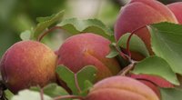 Patarimai, norintiems Lietuvoje užsiauginti gausų derlių persikų  