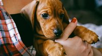 Šuo (nuotr. Shutterstock.com)