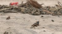Smiltynės paplūdimius nusėjo negyvi vabzdžiai (nuotr. stop kadras)