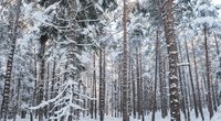 Ekspertai: šių metų žiema palanki miškams, sodams, žemės ūkiui (nuotr. 123rf.com)