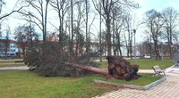 Trečiadienį siautusio vėjo padariniai - išvirtusi Pilių parko eglė (nuotr. facebook.com)