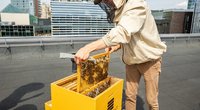 Ant Vilniaus savivaldybės stogo įsikūrė bitės: įvertino surinkto medaus kokybę (nuotr. Sauliaus Žiūros)