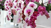 1 gudrybė padės orchidėjai sužydėti: išbandykite namuose (nuotr. Shutterstock.com)