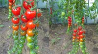 Pomidorai (nuotr. asm. archyvo)