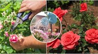 Atskleidė auksinius rožių auginimo patarimus: jokiu būdu nekartokite šių klaidų (nuotr. Shutterstock.com)
