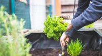Gegužės darbai sode ir darže: nepamirškite jų atlikti (nuotr. Shutterstock.com)