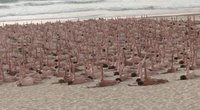Tūkstančiai australų paplūdimyje nusimetė drabužius: bando atkreipti dėmesį į odos vėžį (nuotr. stop kadras)