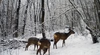 Lietuvos miškai dėl sniego tapo pražūtingi stirnoms, lapėms ir kiškiams: veža papildomą maistą (nuotr. stop kadras)