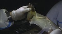 Tiria šikšnosparnius, kad apsaugotų pasaulį nuo ateities pandemijų (nuotr. stop kadras)