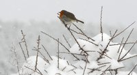 Paukštukas žiemą (nuotr. SCANPIX)