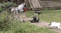 Kaimynų gerus santykius sugriovė katės: „Nelaikau jos normaliu žmogumi“ (nuotr. stop kadras)