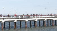 Palangos tiltas lūžta nuo žvejų: ant kabliuko laukia reto laimikio (nuotr. stop kadras)