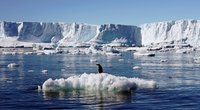 Pingvinai Antarktidoje susiduria su klimato kaita  