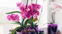 Orchidėja namuose  (nuotr. Shutterstock.com)