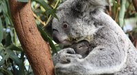 Savo mažylį apsikabinusi koala (nuotr. SCANPIX)