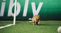 Katinas nutraukė futbolo rungtynes (nuotr. YouTube)