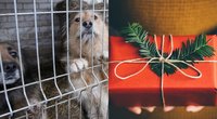 Kalėdoms dovanoti keturkojo negalėsite: gyvūnų prieglaudos atskleidžia, kodėl (tv3.lt koliažas)