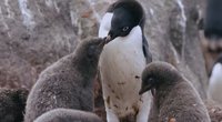 Pasaulyje minima Pingvinų diena: šie gyvūnai labiausiai jaučia šiltėjančio klimato padarinius (nuotr. stop kadras)