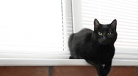Juodas katinas (nuotr. 123rf.com)