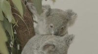 Koalos (nuotr. stop kadras)