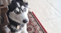 Neeilinės paieškos Dzūkijoje: mįslingomis aplinkybėmis dingo Sibiro haski veislės šuo (nuotr. stop kadras)
