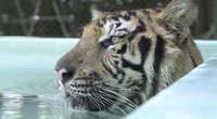 Tailandas atsiveria: smalsuolių būriai vėl trauks stebėti tigrų gyvenimo (nuotr. stop kadras)