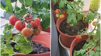Klaipėdietė jau skina pirmą pomidorų derlių: atskleidė, kaip tai pavyko (tv3.lt fotomontažas)