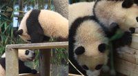 Pamatykite: dviems gražuoliams pandų jaunikliams suėjo pusė metų (tv3.lt koliažas)