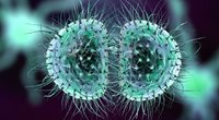 Meningokokinė infekcija  (nuotr. Shutterstock.com)