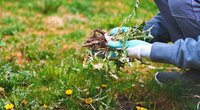 Piktžolių vejoje neliks nė kvapo: štai, ką reikia padaryti (nuotr. Shutterstock.com)