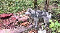Žiaurus poelgis Ukmergės rajone: šunį pririšo prie medžio ir paliko miške (nuotr. Ukmergės žinios)  