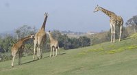 San Diego zoologijos sode pavyko išgelbėti trijų mėnesių žirafą: nešiojo specialius kojų įtvarus (nuotr. stop kadras)