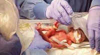 Nepagražinta tiesa: moterys parodė, kaip viskas atrodo iškart po gimdymo (nuotr. Instagram)