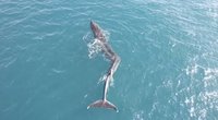 Nufilmavo retą reiškinį – skubėjo gelbėti banginį su iškrypusiu stuburu (nuotr. stop kadras)