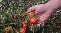 Pomidorų derlius (nuotr. SCANPIX)