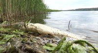 Kauno mariose masiškai gaišta žuvys: žvejai tikina – tokios blogos situacijos nėra regėję (nuotr. stop kadras)
