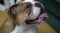 Radikalius pasikeitimus patyrusi šunų veislė: nuo kovų su buliais iki šeimos draugo  