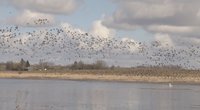 Gamtininkai atskleidė, kur Lietuvoje geriausia stebėti sugrįžtančius paukščius: „Čia yra rojus“ (nuotr. stop kadras)