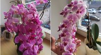 Kaunietės Rimos orchidėjos stebina svečius (tv3.lt fotomontažas)